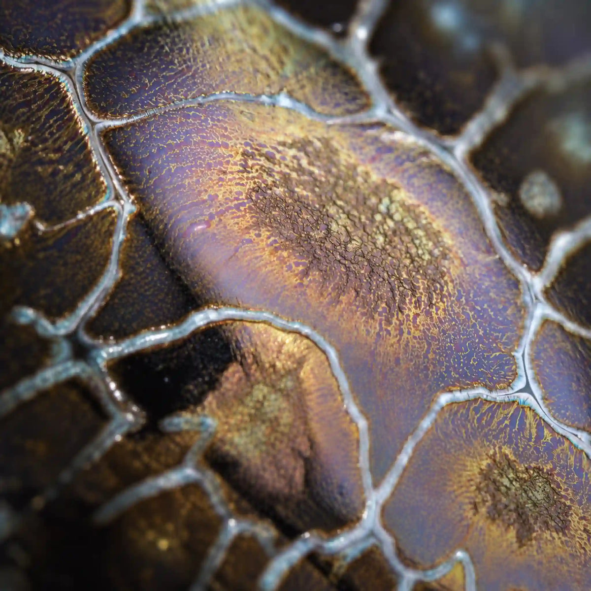 Eclipse Glaze Jian Ware Mushroom No.2