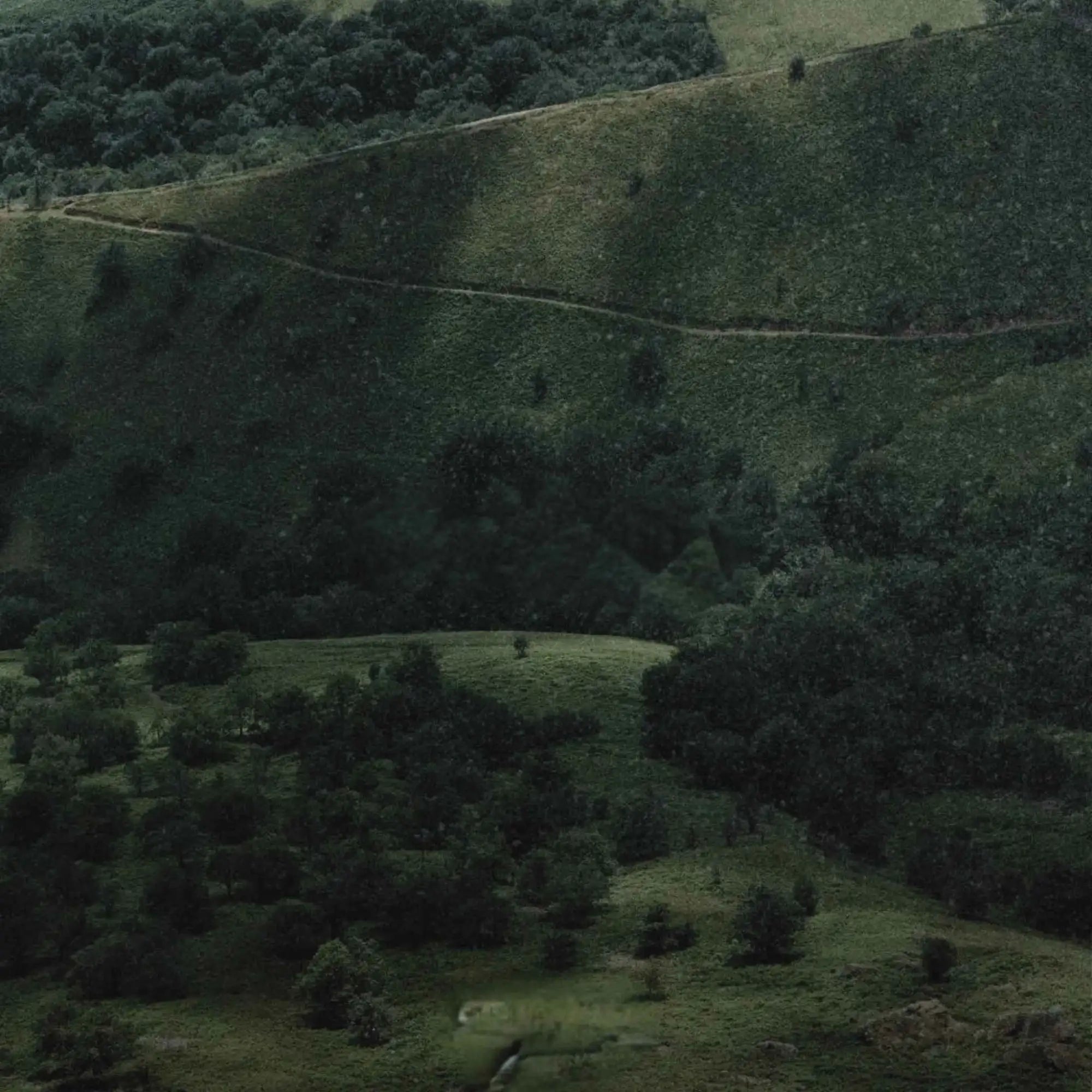 Rolling green hills dotted with dense trees and a winding path cutting through the landscape.